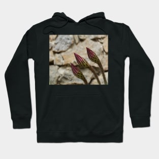 Closed bloom of a cactus Hoodie